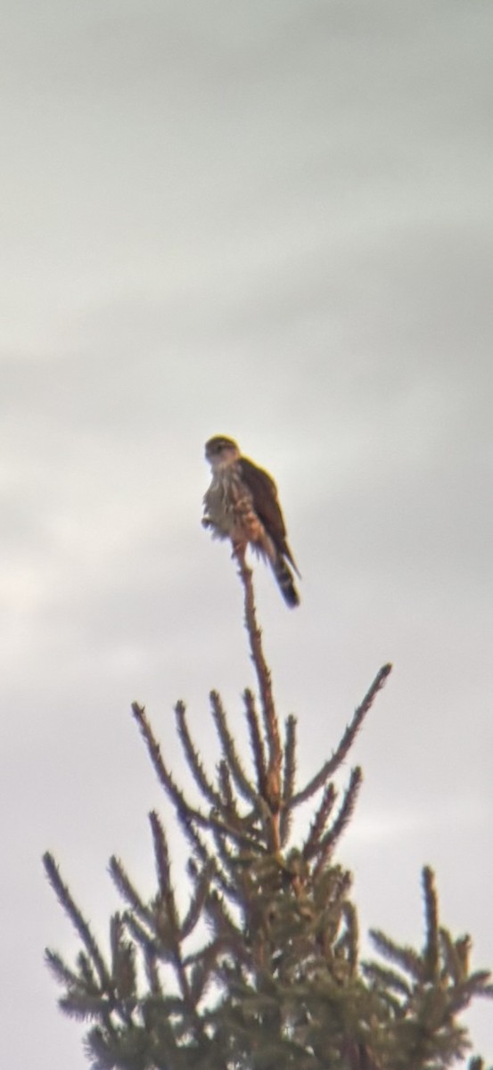 Belatz txikia - ML645230001