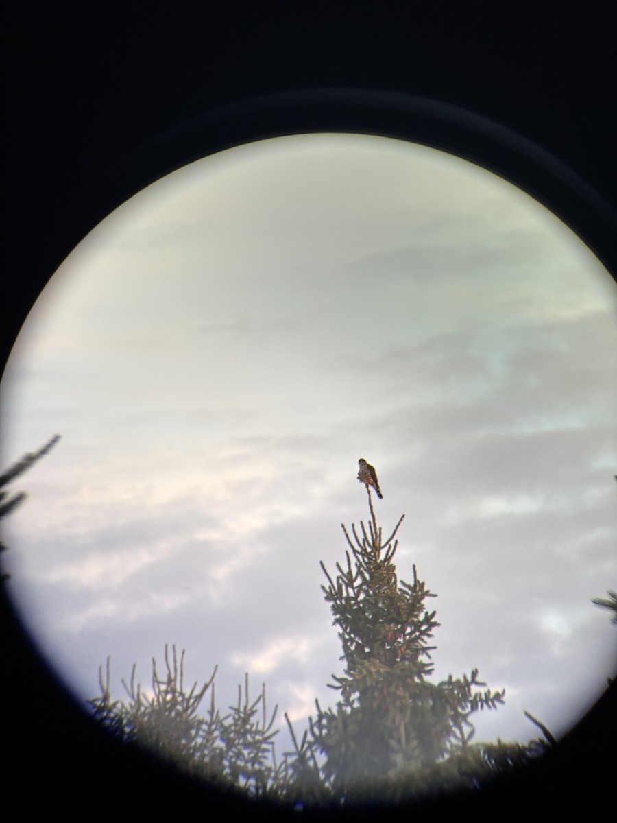 Belatz txikia - ML645230002