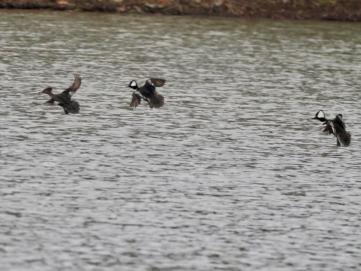 Hooded Merganser - ML645230014
