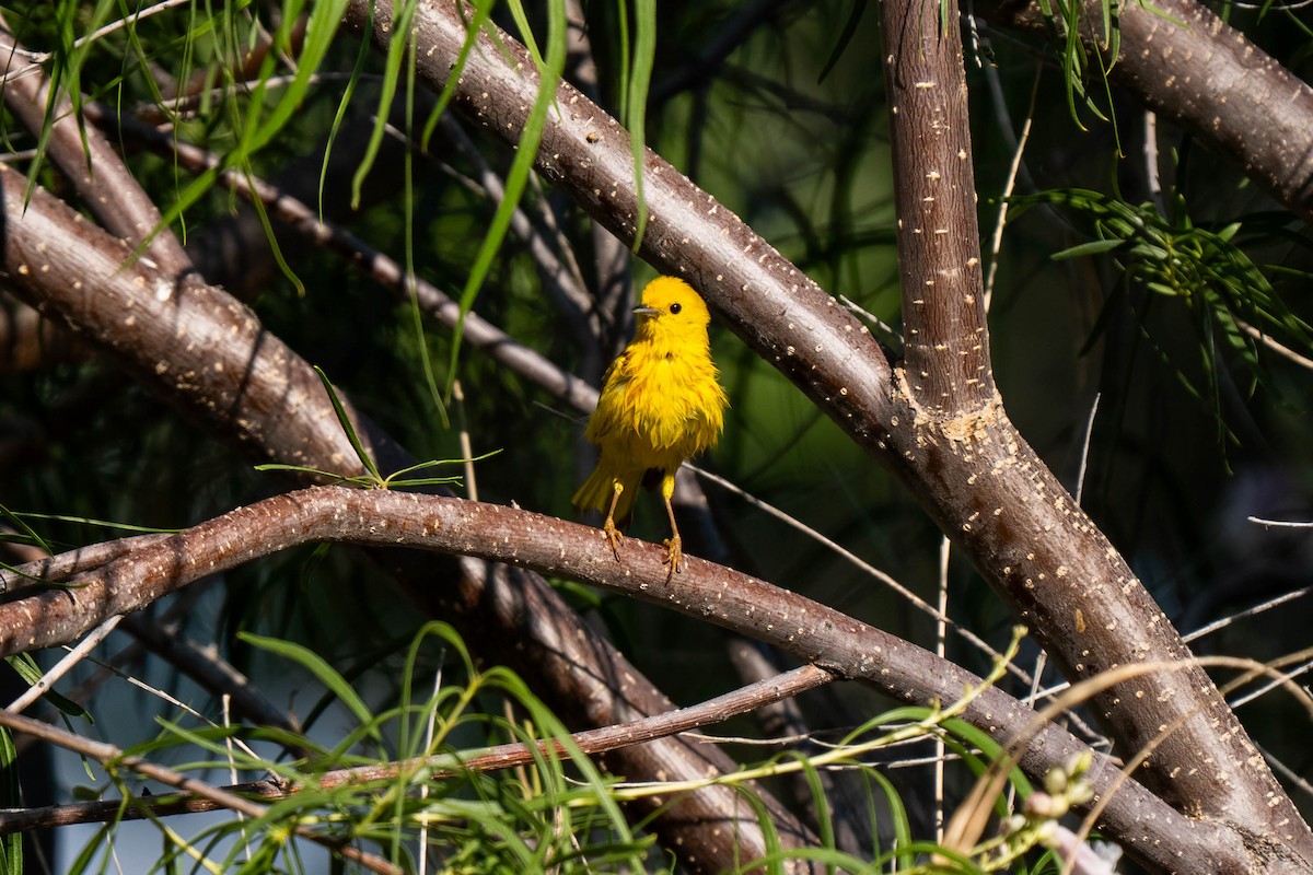 Northern Yellow Warbler - ML645230016