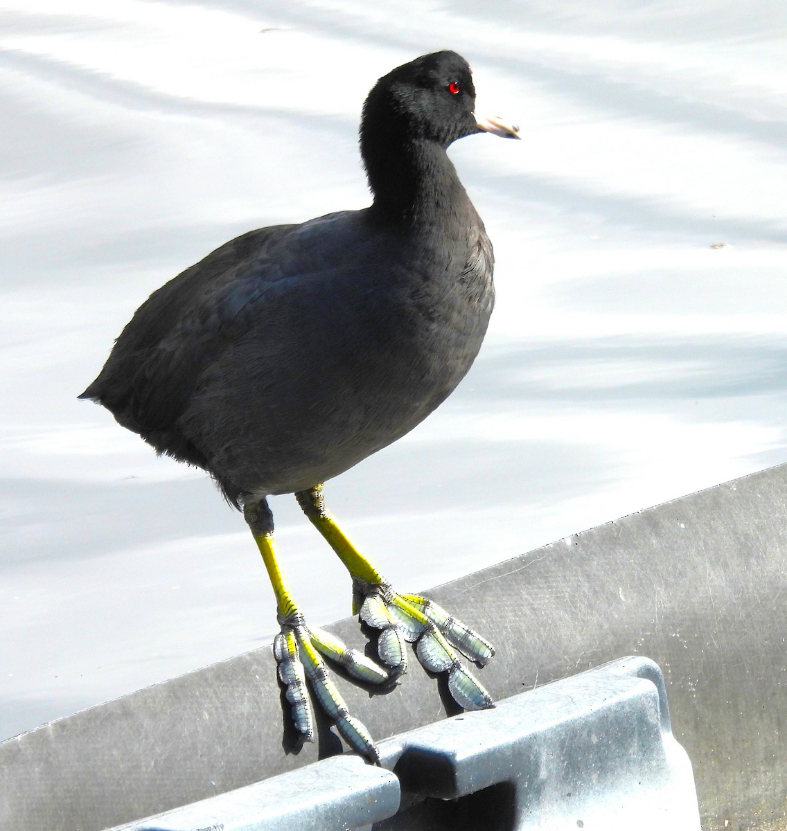 Foulque d'Amérique - ML645230028