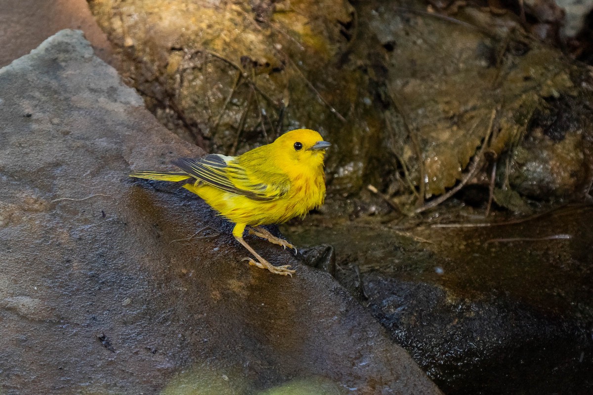 Northern Yellow Warbler - ML645230031