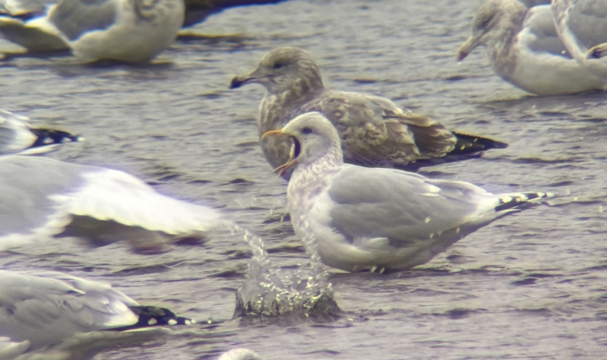 Gabbiano d'Islanda - ML645230033