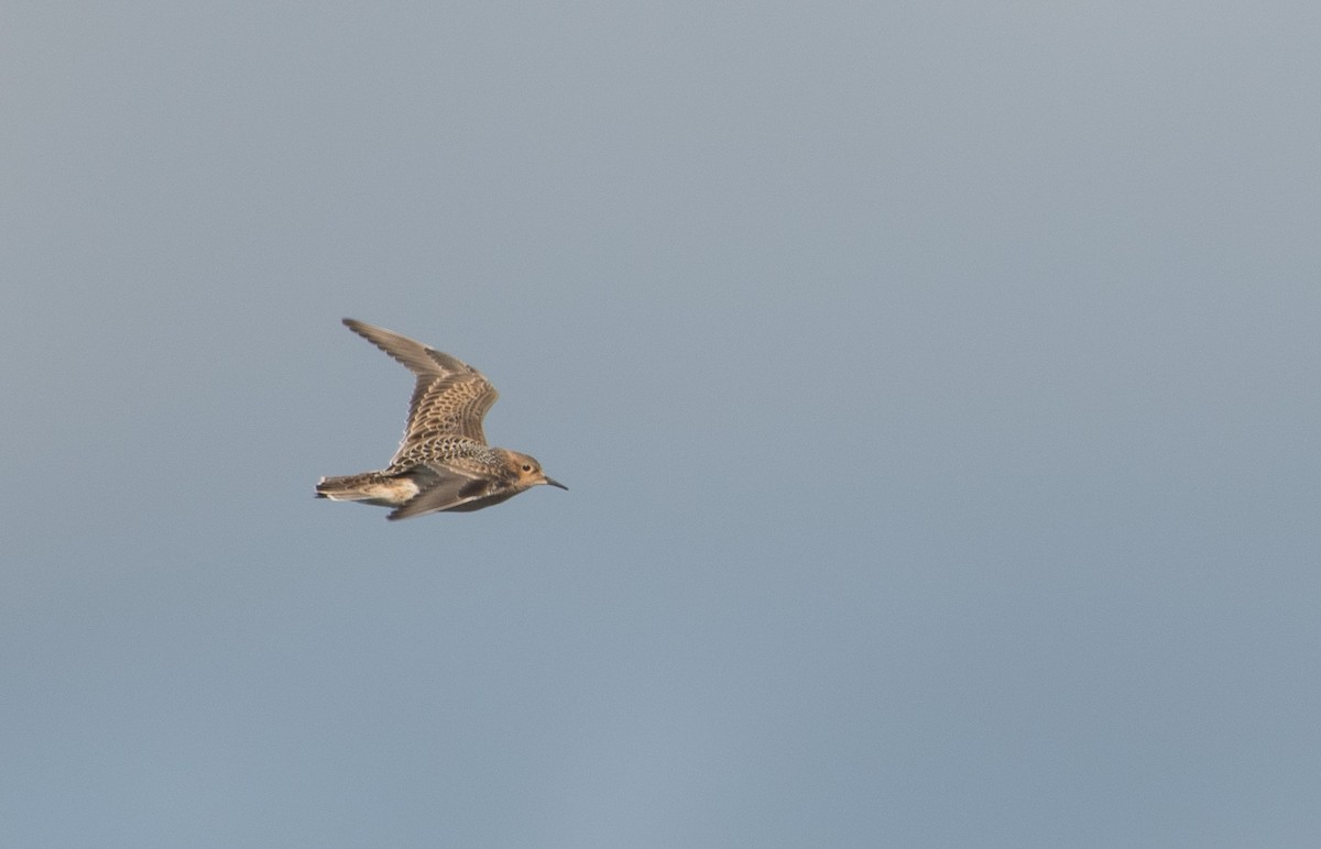 Buff-breasted Sandpiper - ML645230037