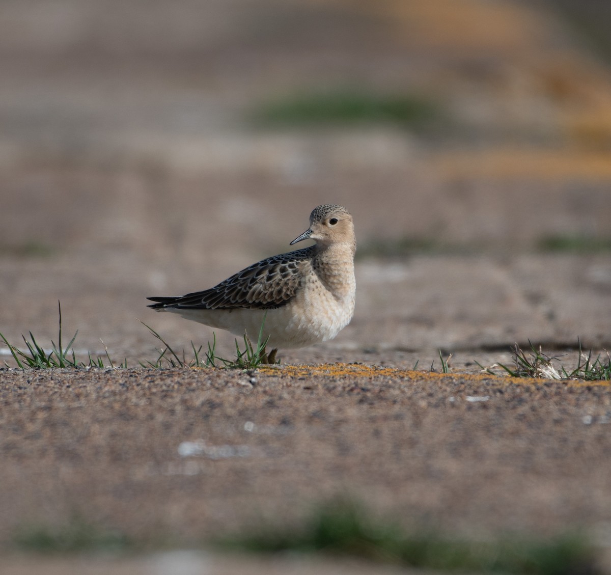 Buff-breasted Sandpiper - ML645230038