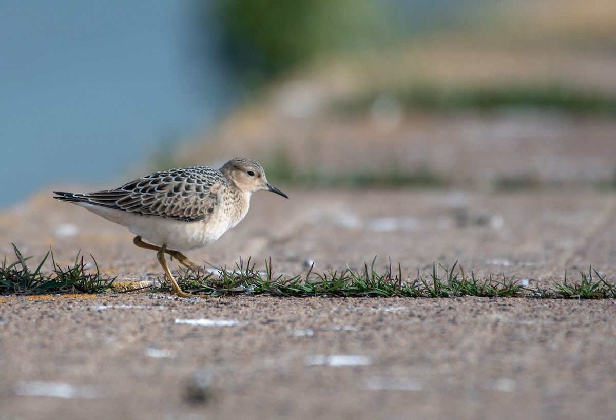 Buff-breasted Sandpiper - ML645230039