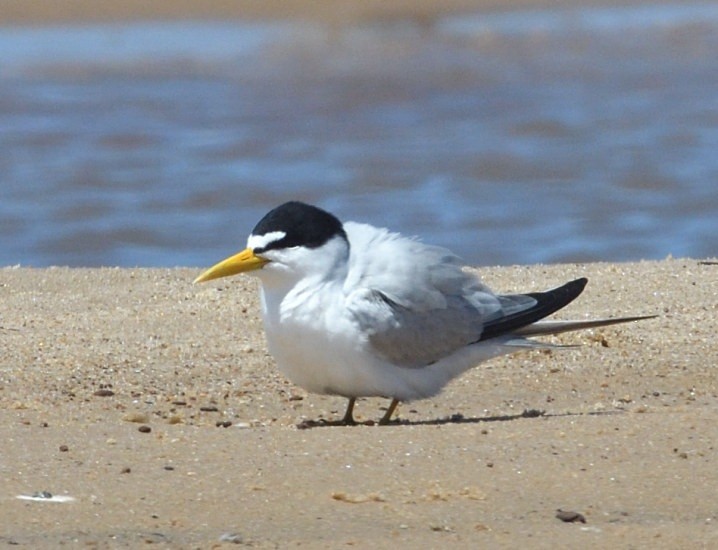 Yellow-billed Tern - ML645230040