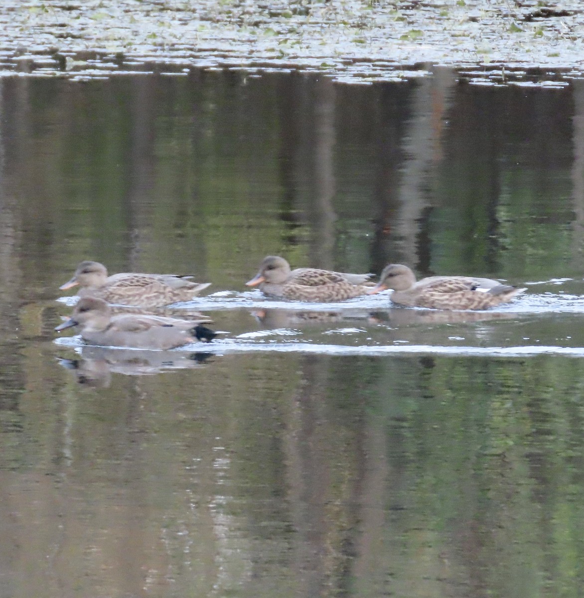 Gadwall - ML645230057