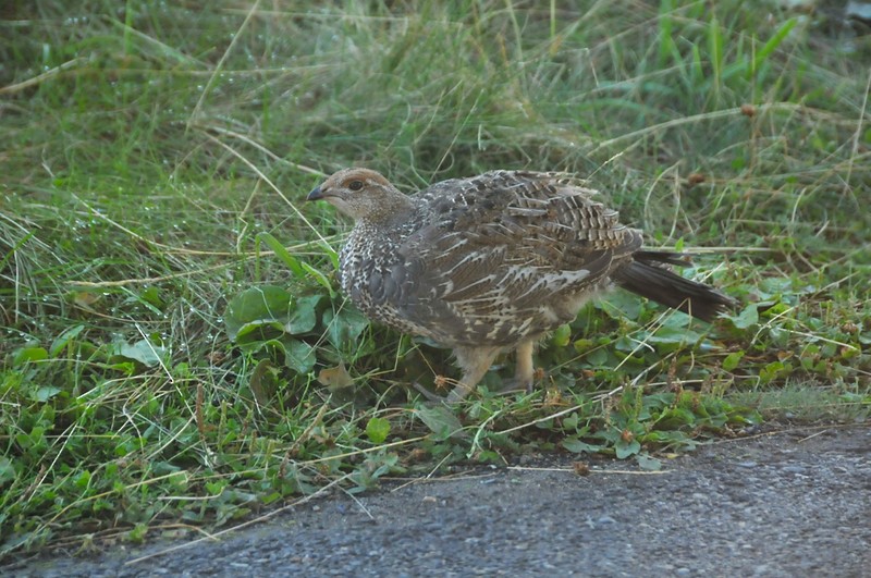 Dusky Grouse - ML645230072