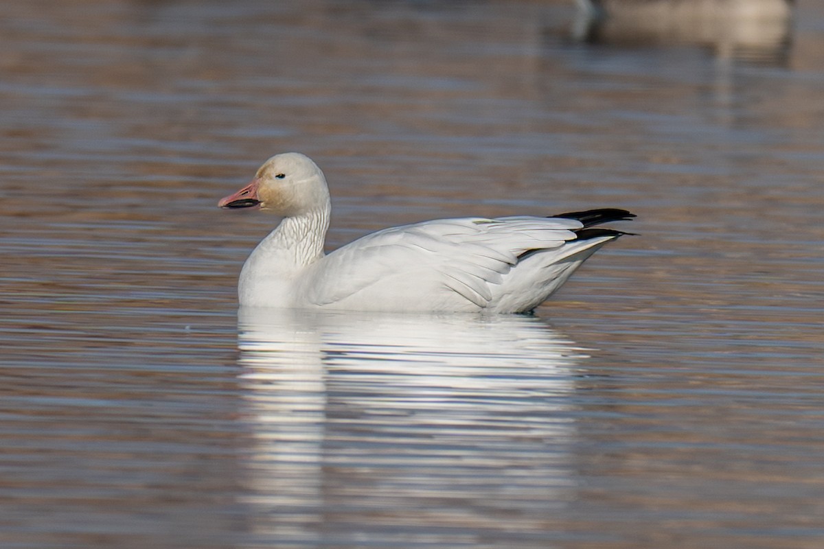 Snow Goose - ML645230081