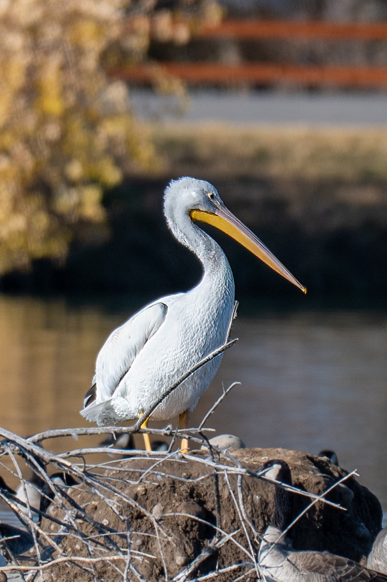 Amerika Pelikanı - ML645230087