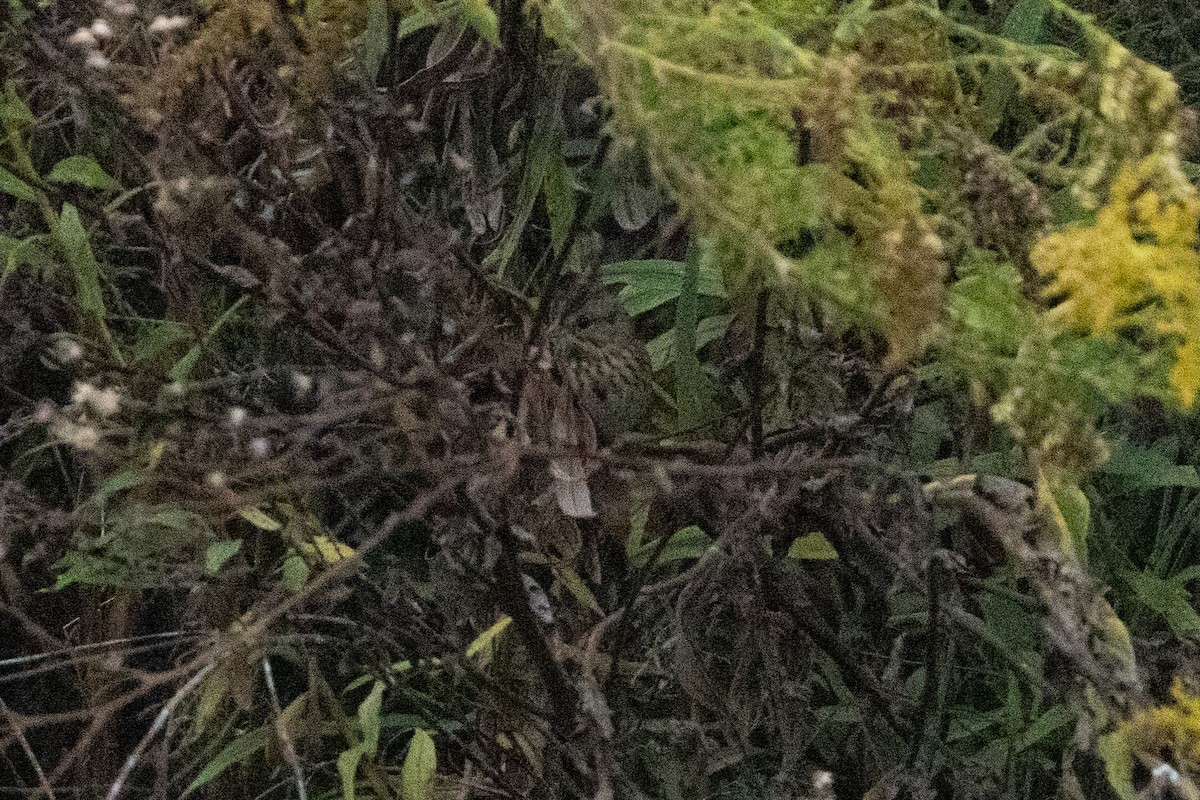 Lincoln's Sparrow - ML645230089