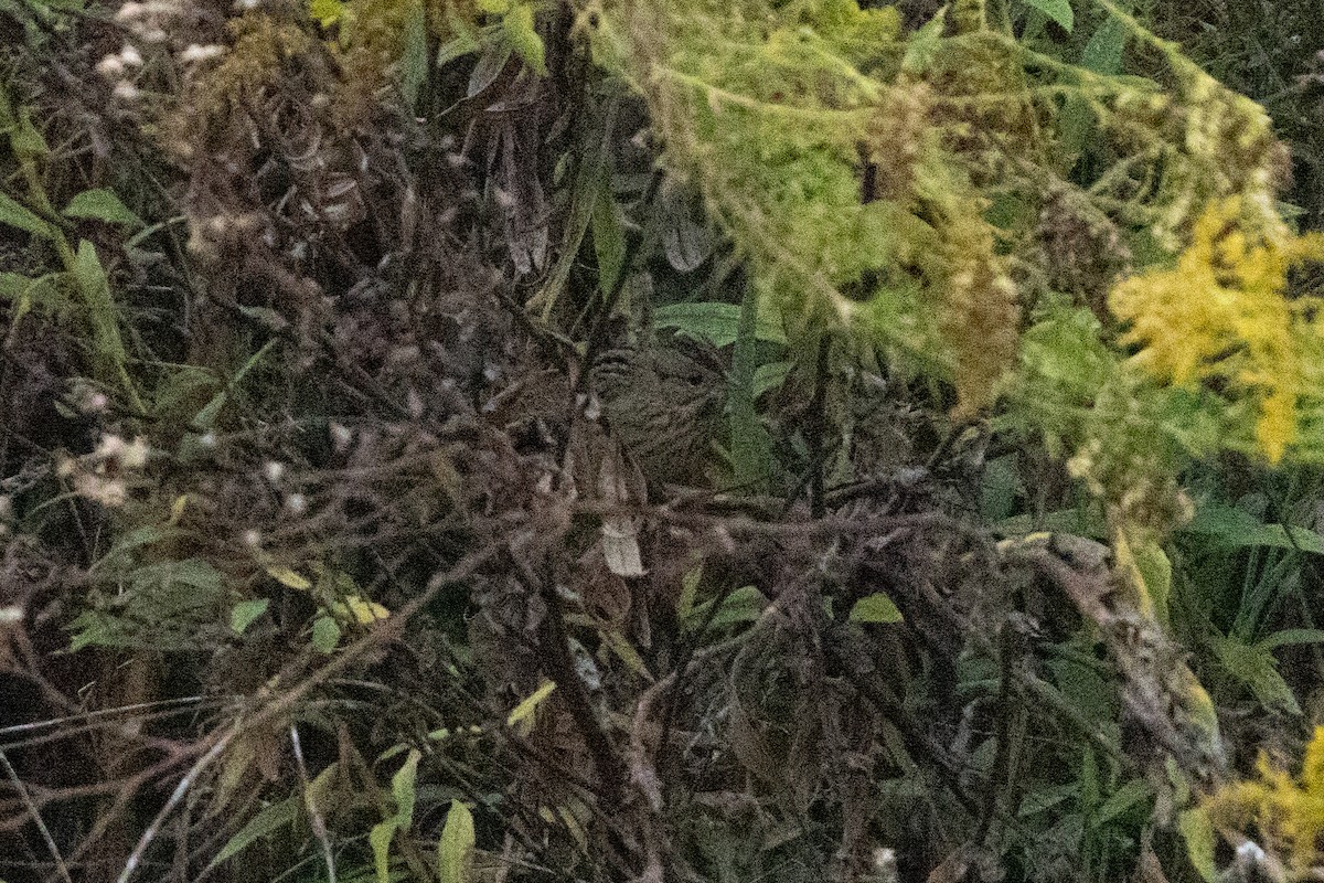 Lincoln's Sparrow - ML645230090