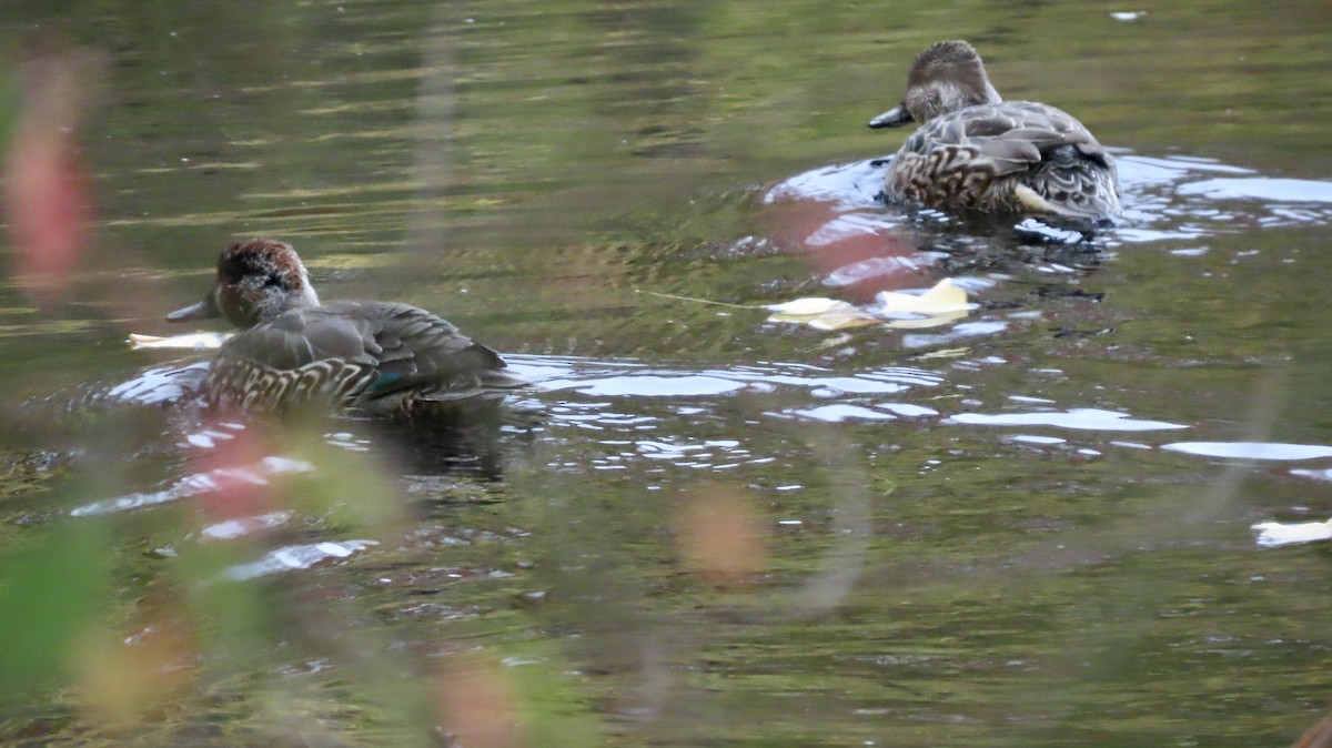 Green-winged Teal - ML645230095