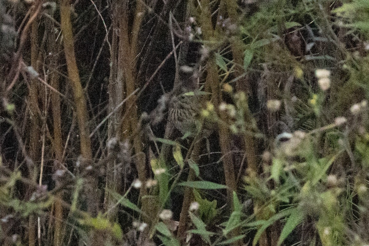 Lincoln's Sparrow - ML645230098