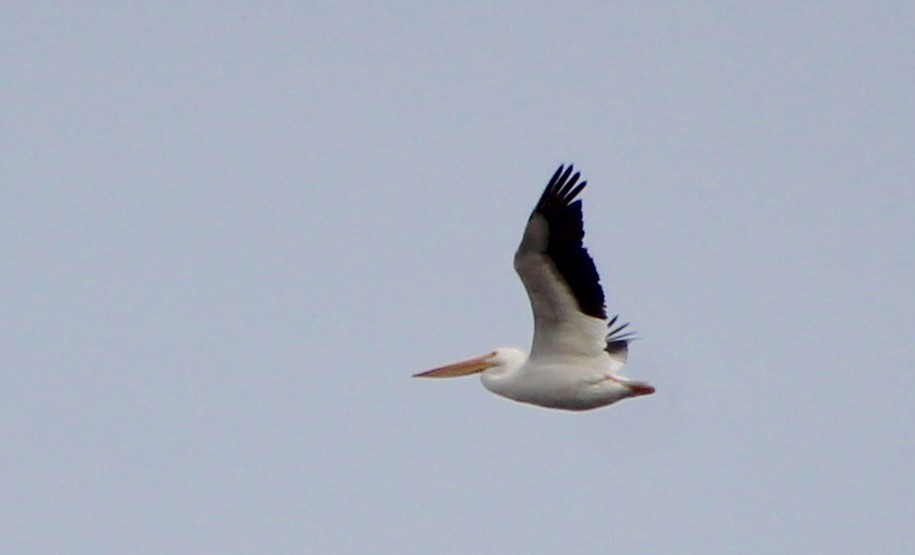 Amerika Pelikanı - ML645230101