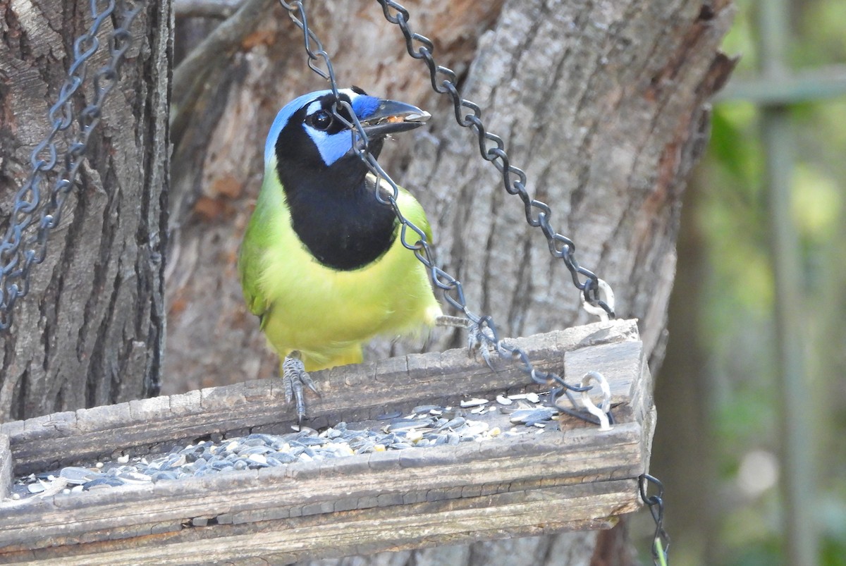 Green Jay - ML645230105