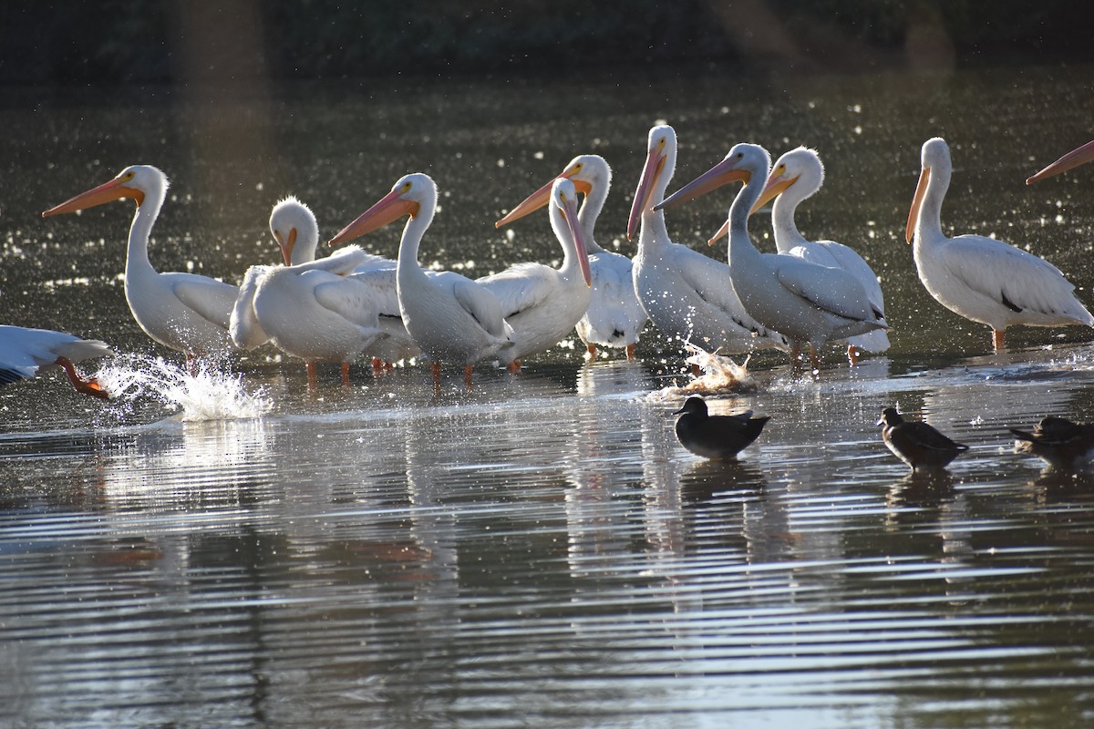 Amerika Pelikanı - ML645230106