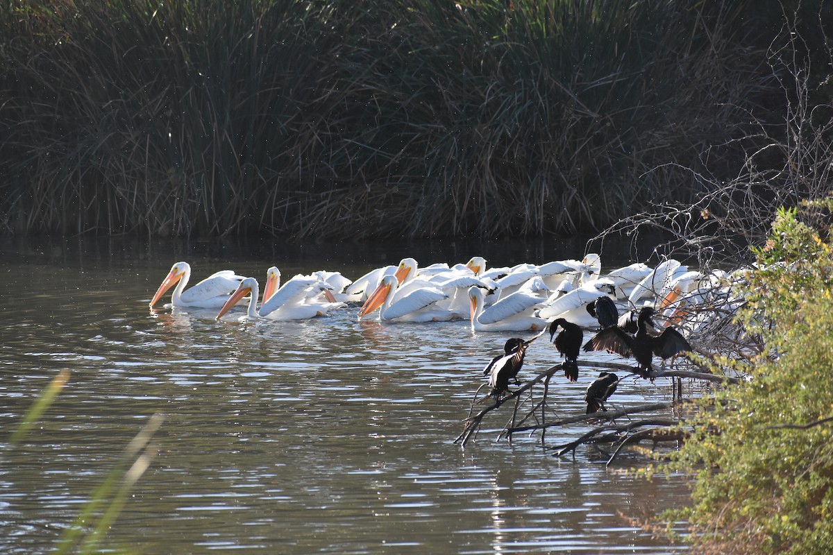 Amerika Pelikanı - ML645230107