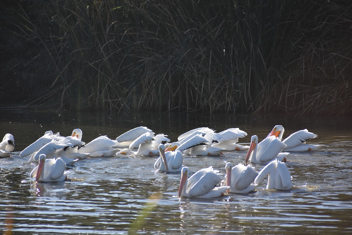 Amerika Pelikanı - ML645230108