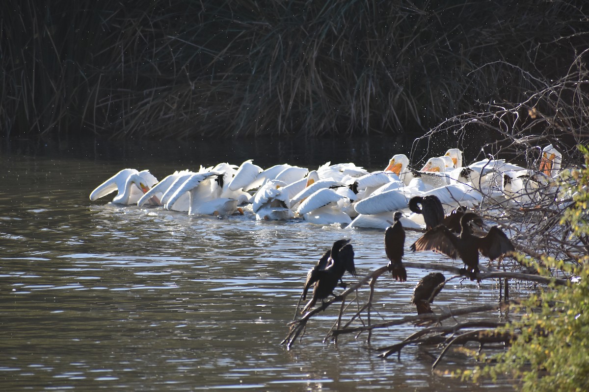 Amerika Pelikanı - ML645230109