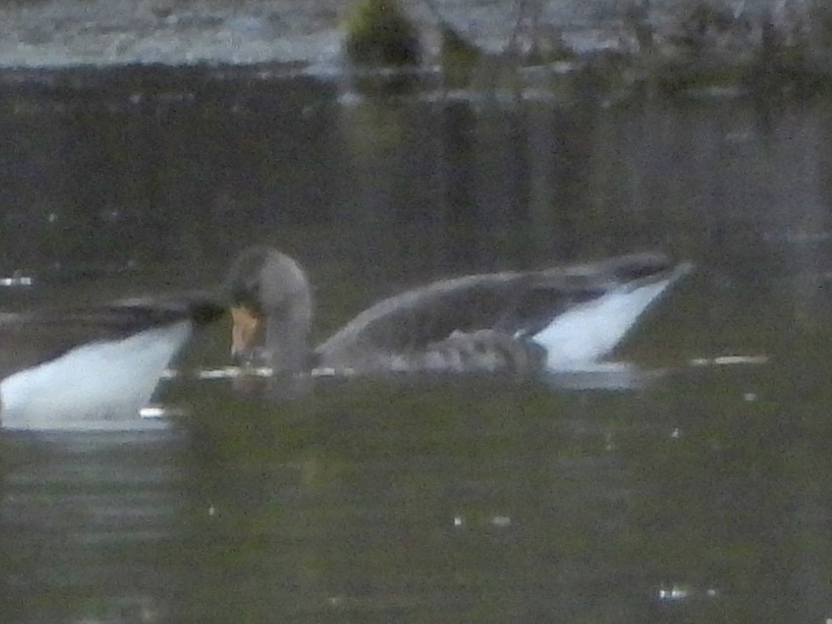Greater White-fronted Goose - ML645230111
