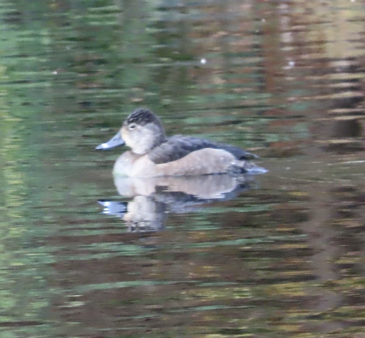 Ring-necked Duck - ML645230115