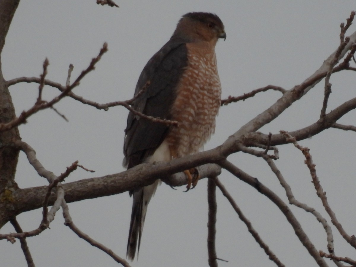 Cooper's Hawk - ML645230121