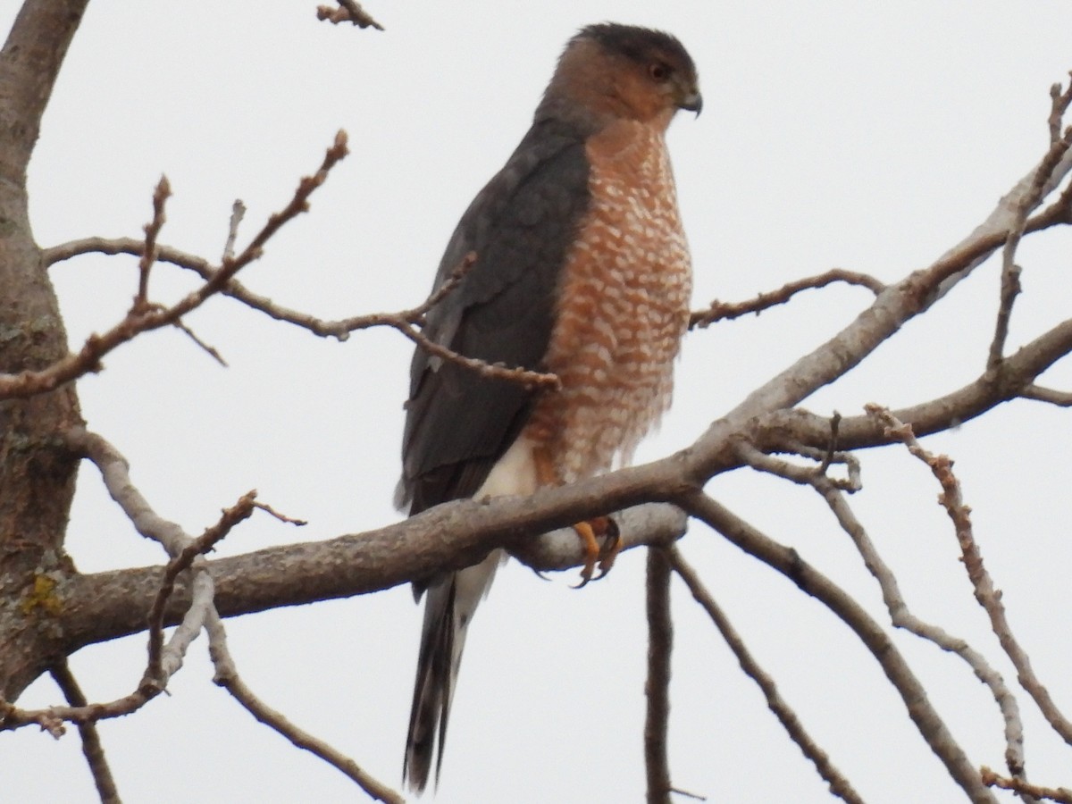 Cooper's Hawk - ML645230122