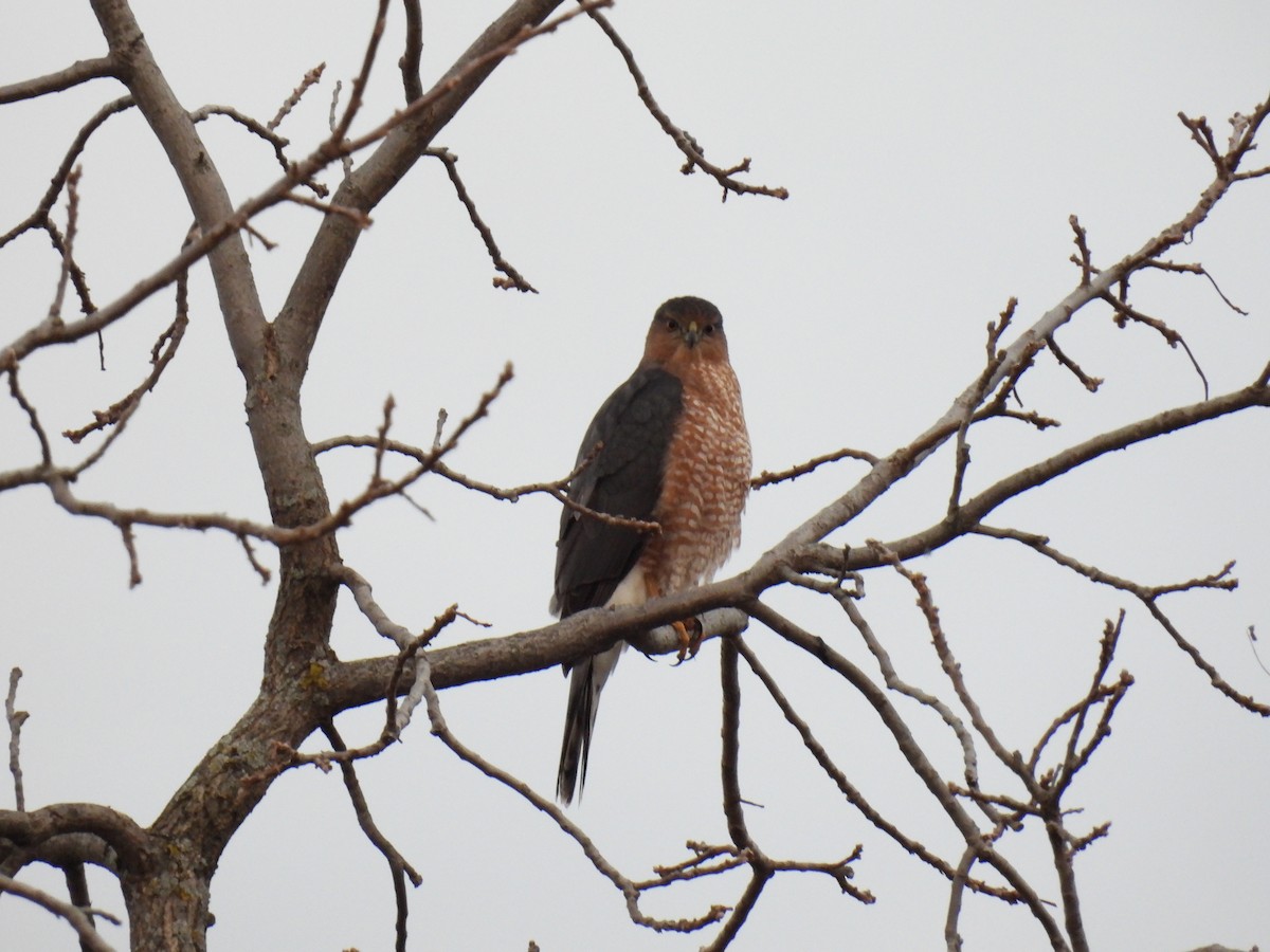 Cooper's Hawk - ML645230123