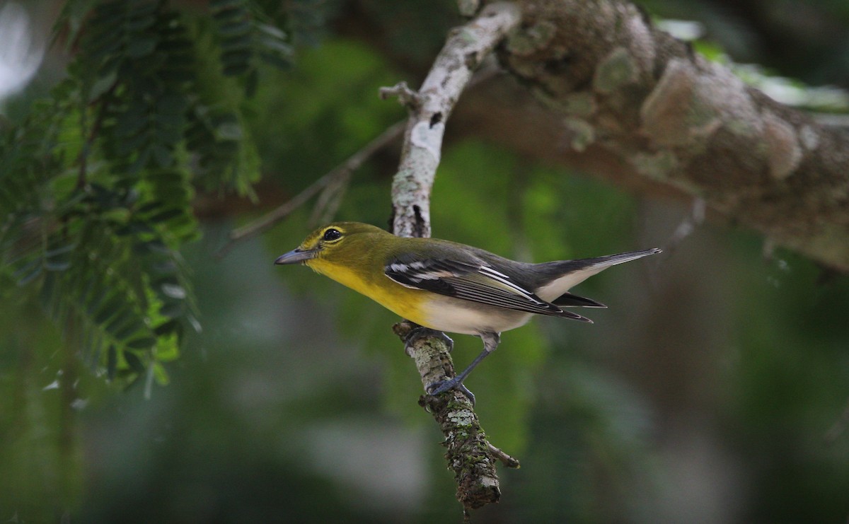 Yellow-throated Vireo - ML645230135