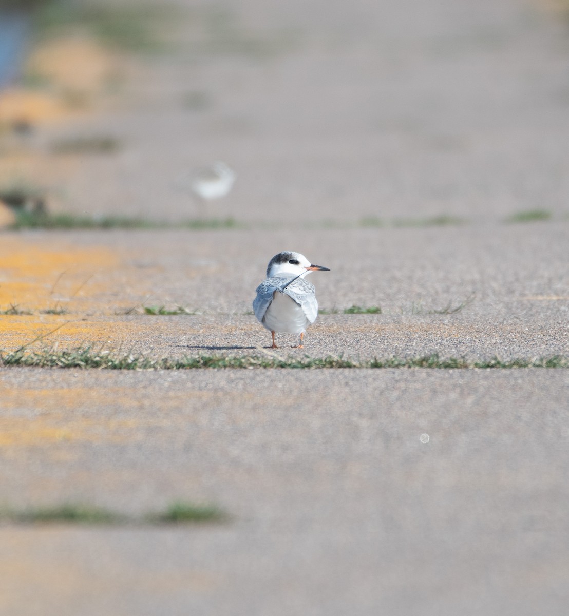 Common Tern - ML645230137