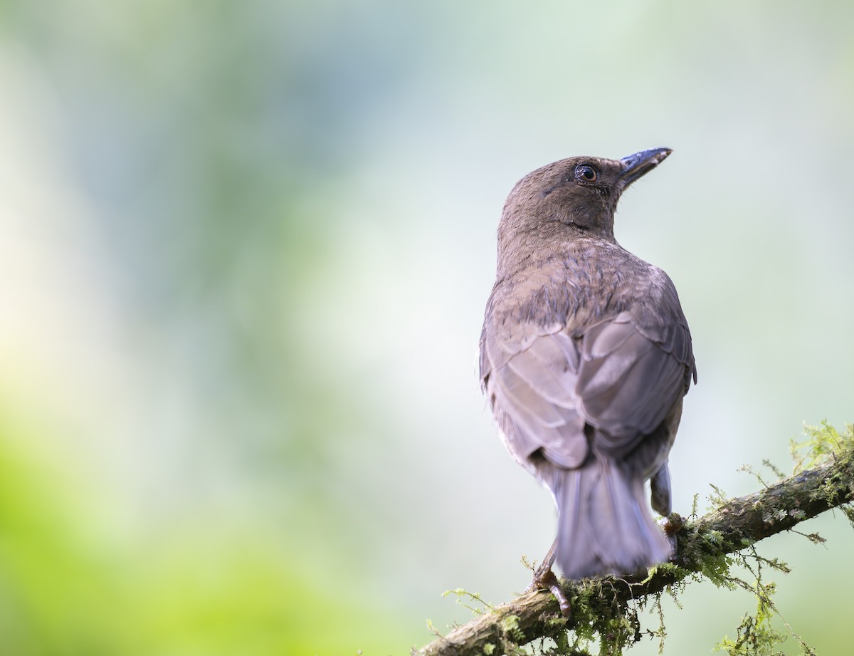 Black-billed Thrush - ML645230140