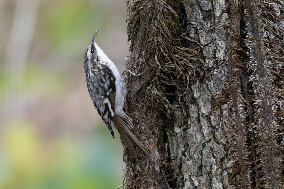 Brown Creeper - ML645230144