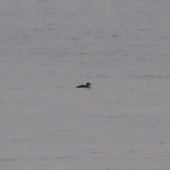 Black Scoter - ML645230164