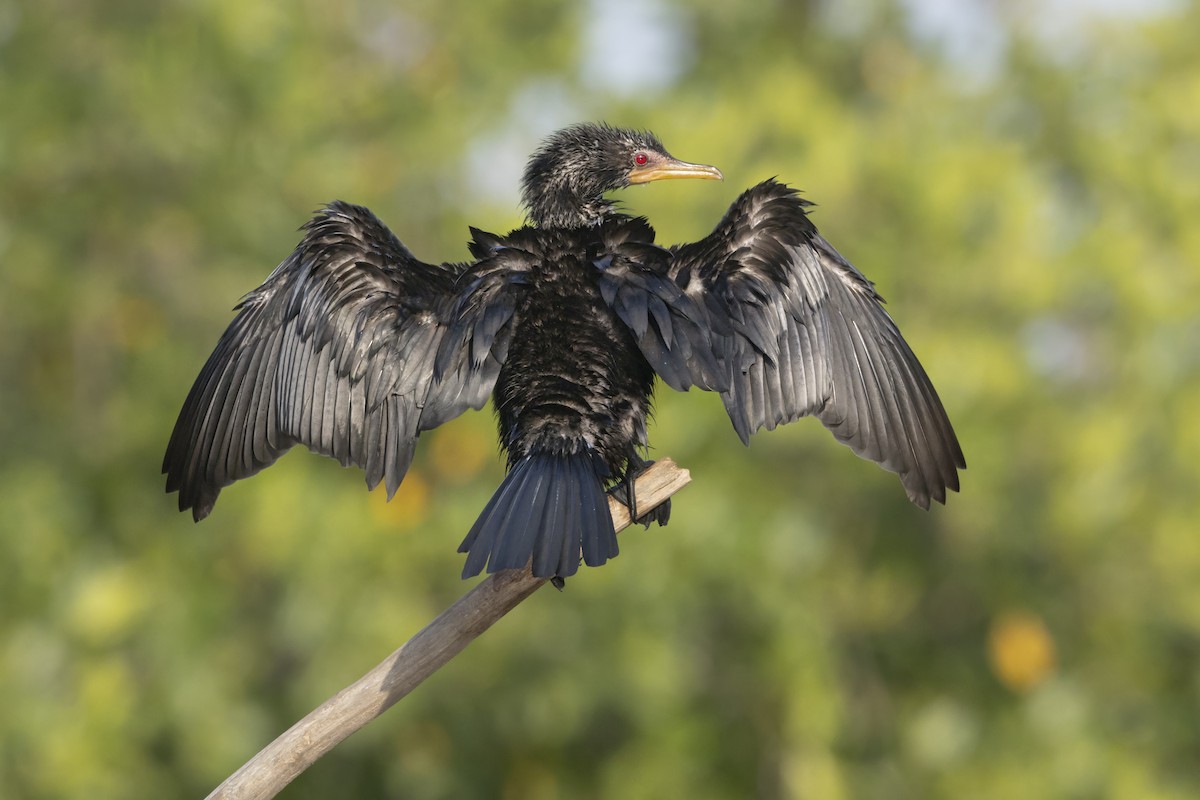 kormorán dlouhoocasý - ML645230176