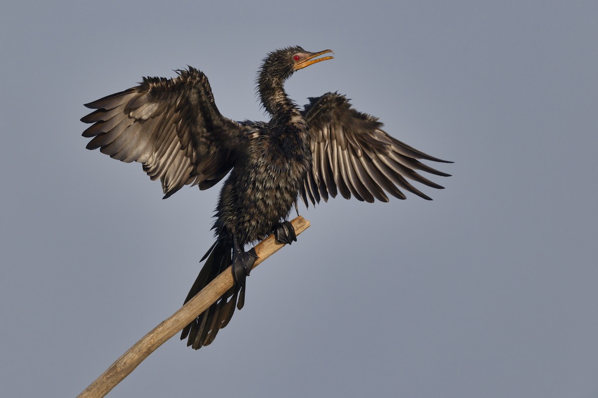 kormorán dlouhoocasý - ML645230177