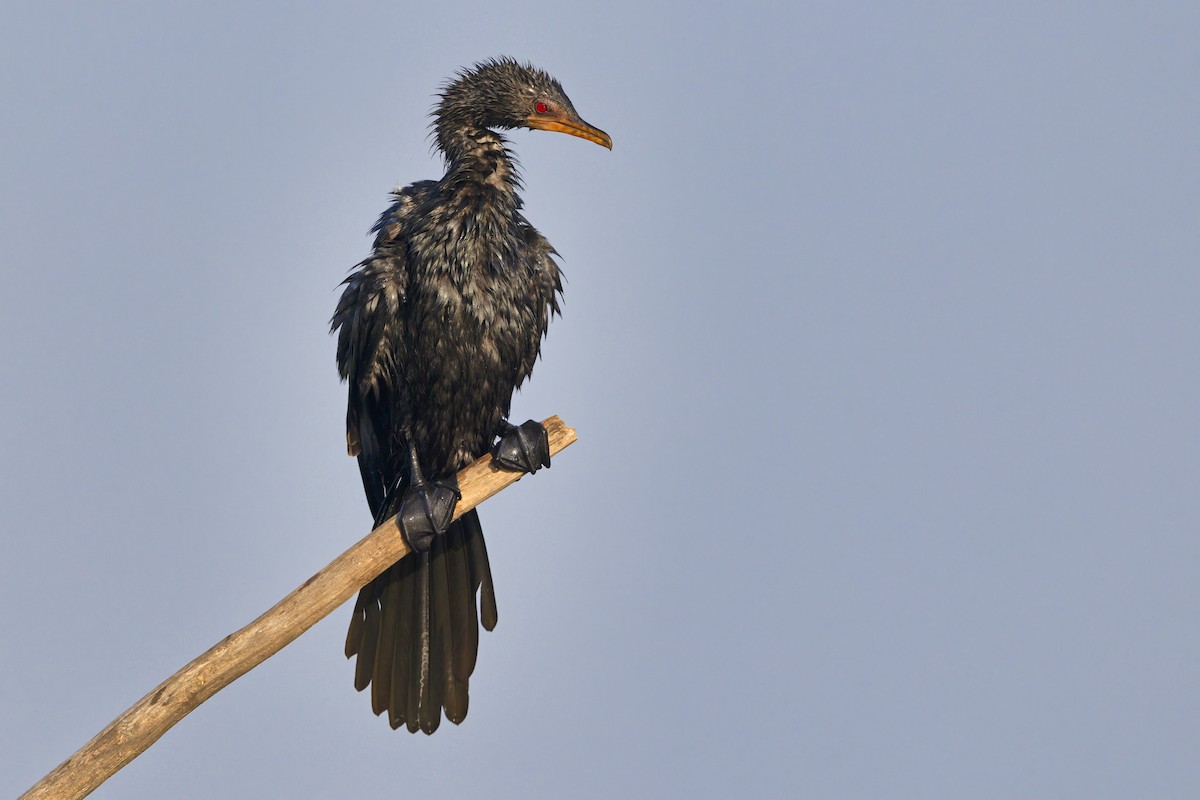 kormorán dlouhoocasý - ML645230178