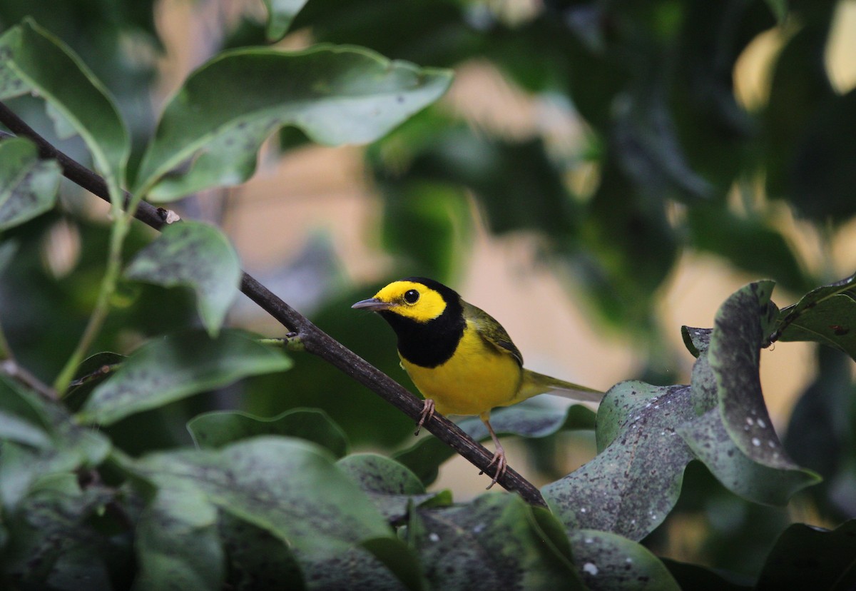 Болотянка чорногорла - ML645230179