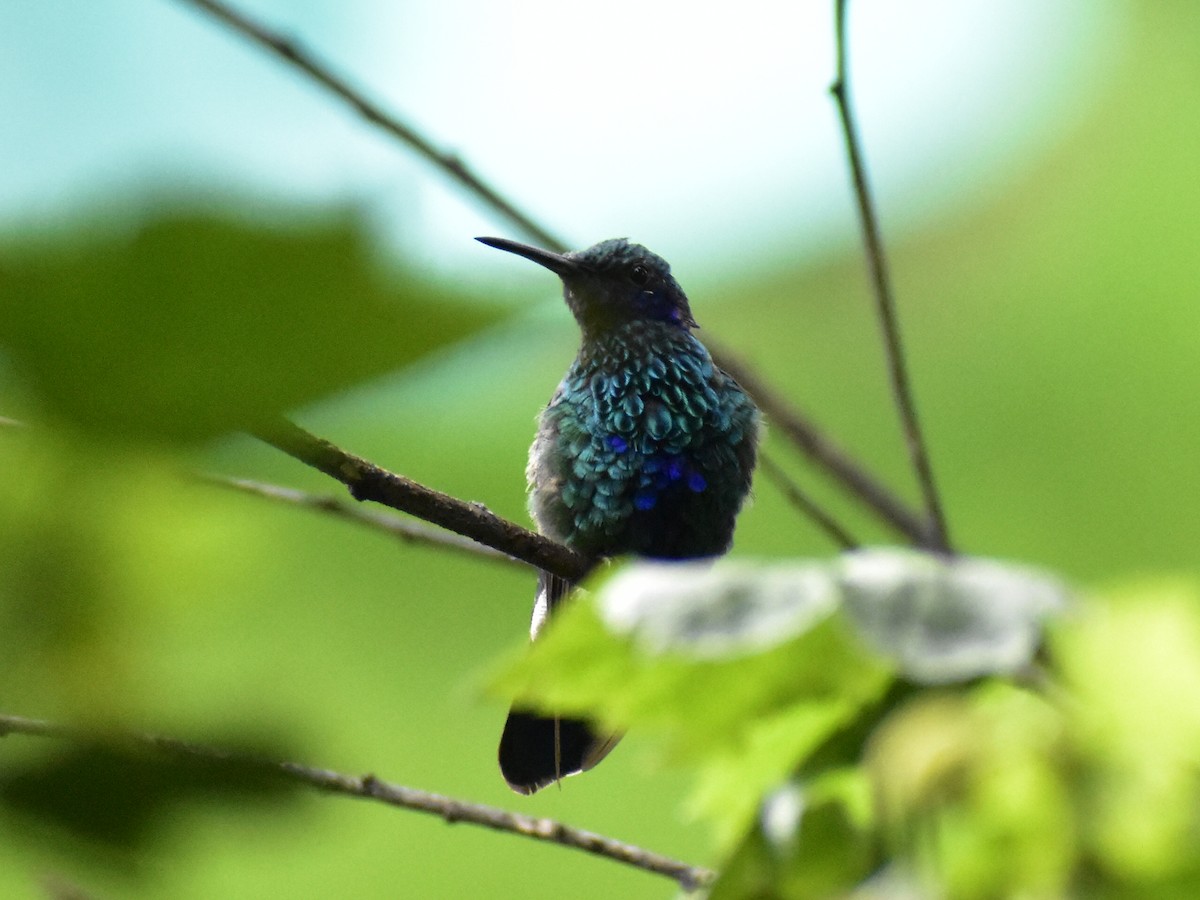 Колібрі синьочеревий - ML645230180