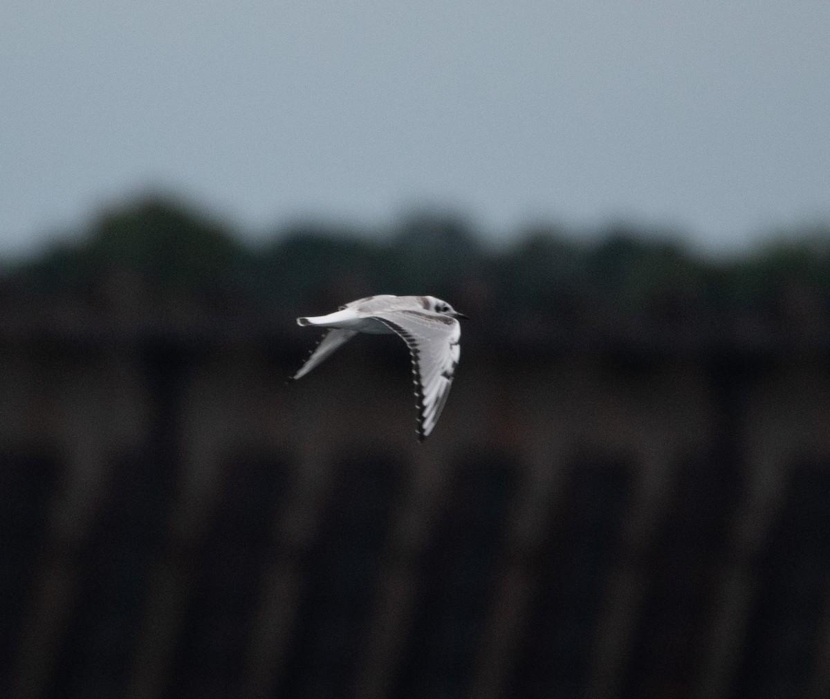 Bonaparte's Gull - ML645230190