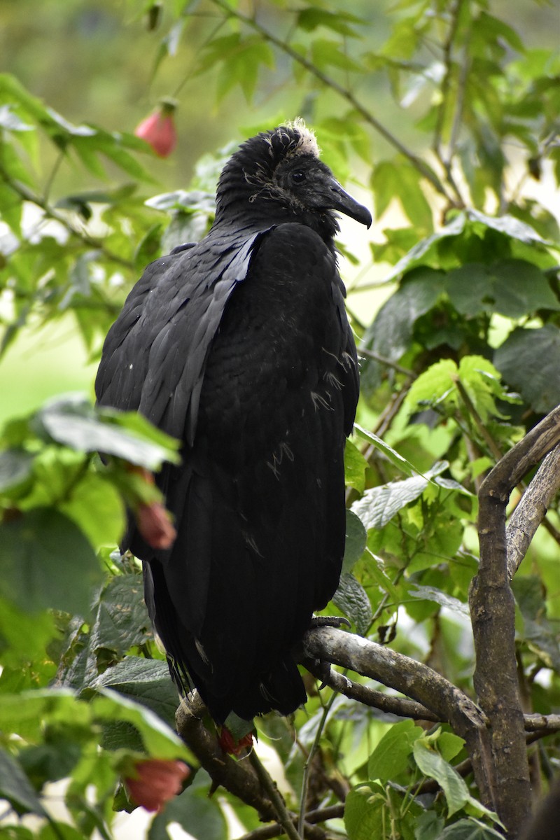 Чёрная катарта - ML645230198