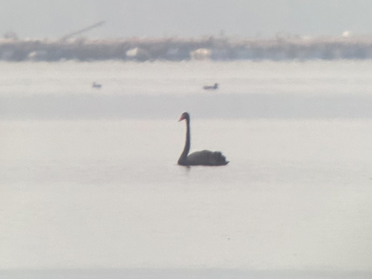 Black Swan - ML645230203