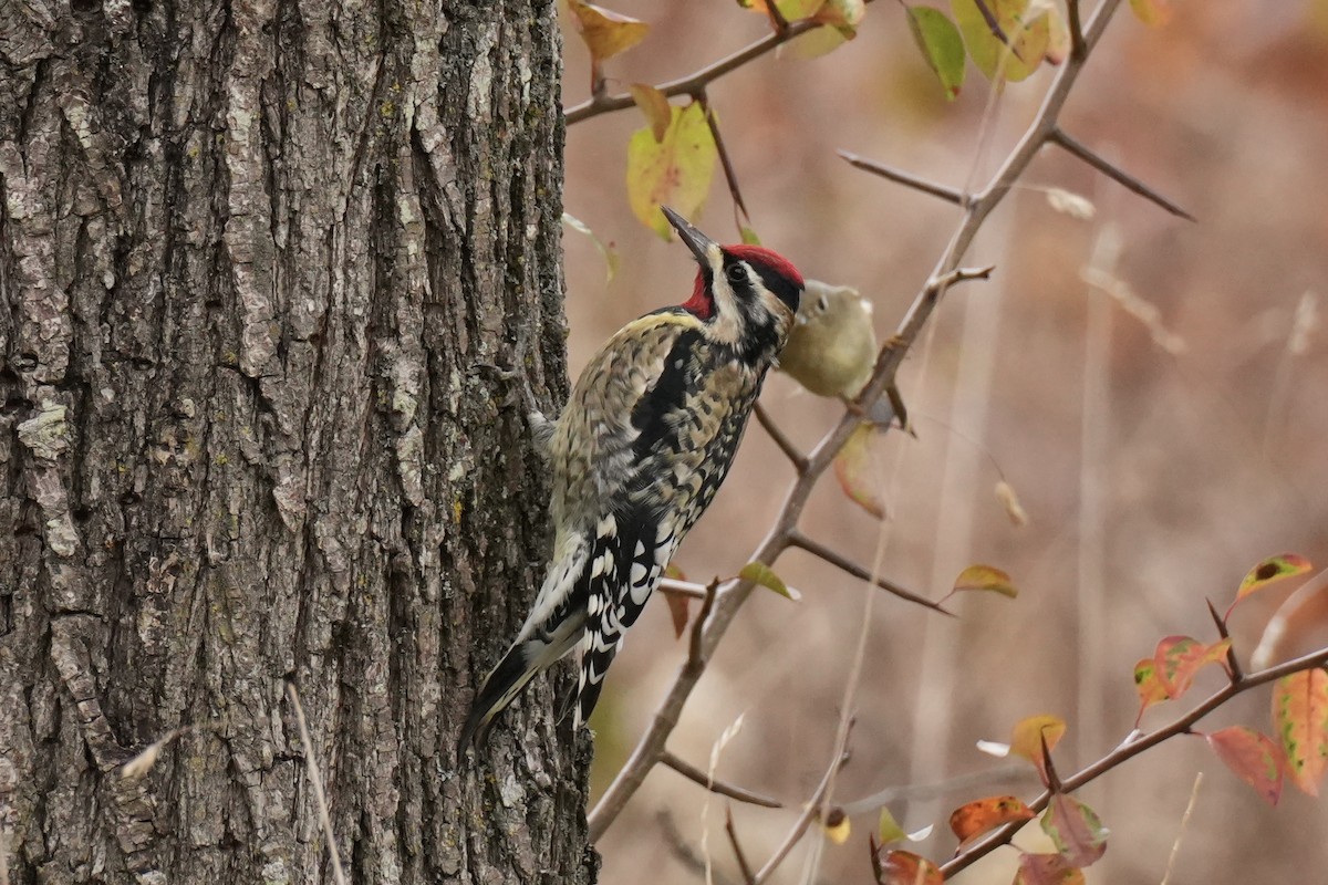 Yellow-bellied Sapsucker - ML645230207