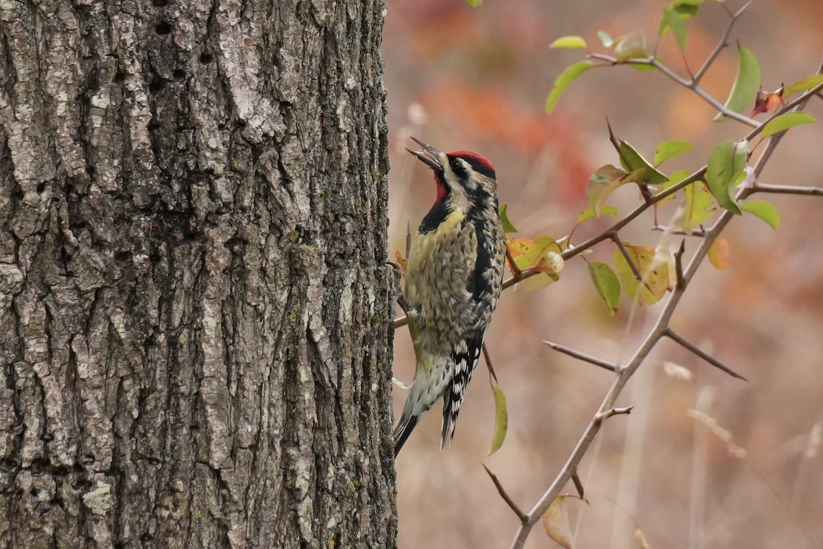 Yellow-bellied Sapsucker - ML645230208