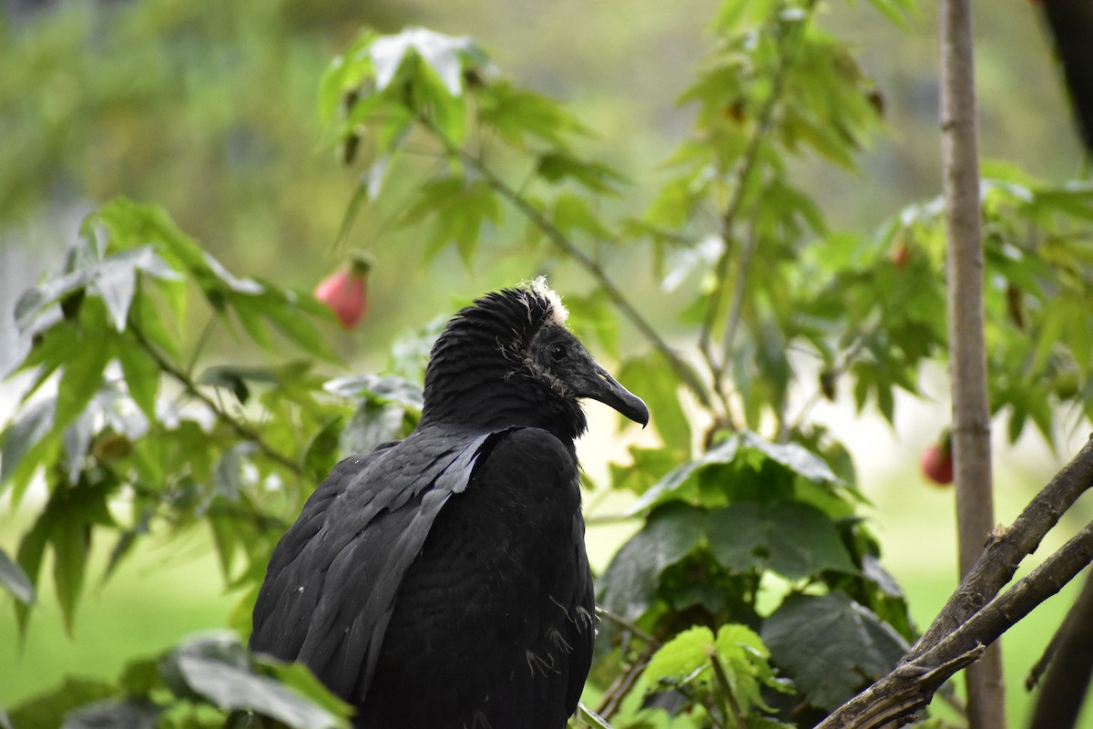 Чёрная катарта - ML645230212