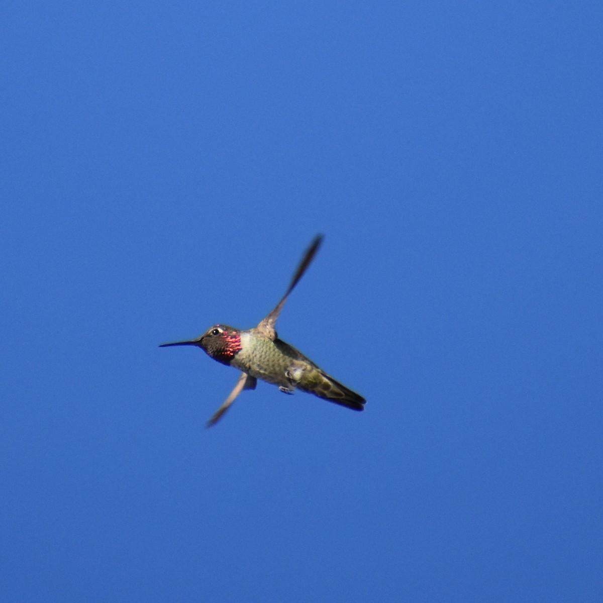 Annakolibri - ML645230218