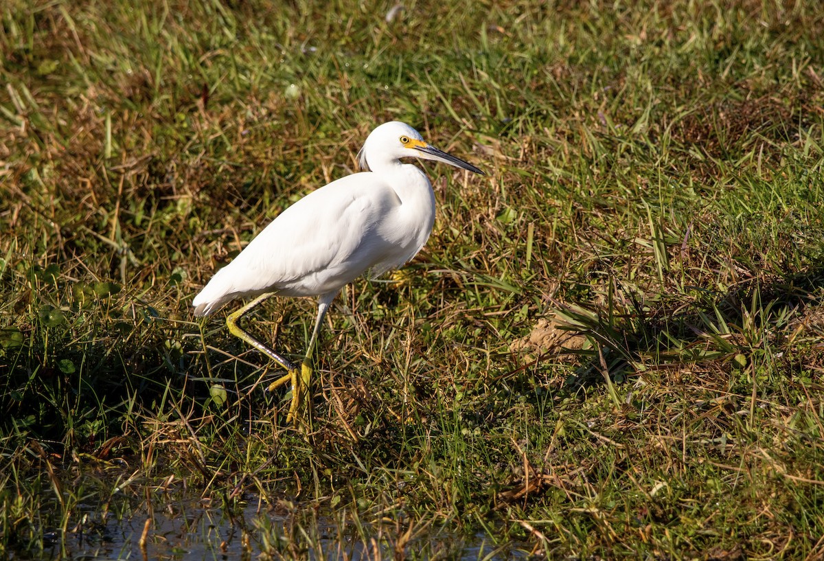 Snowy Egret - ML645230227