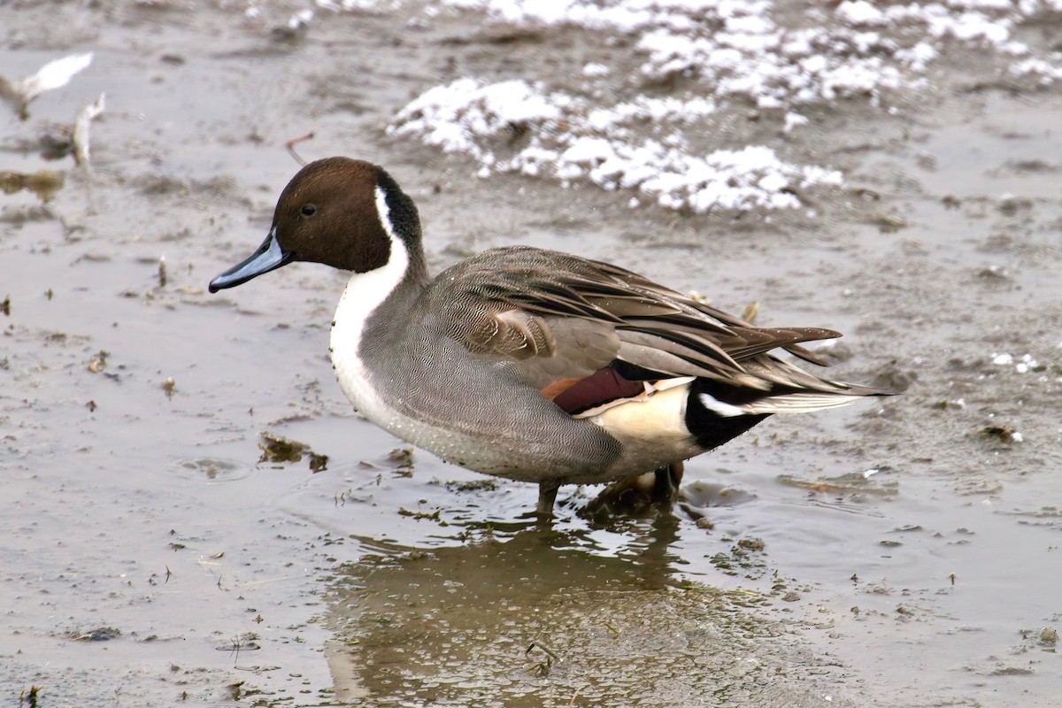 Codone - ML645230228