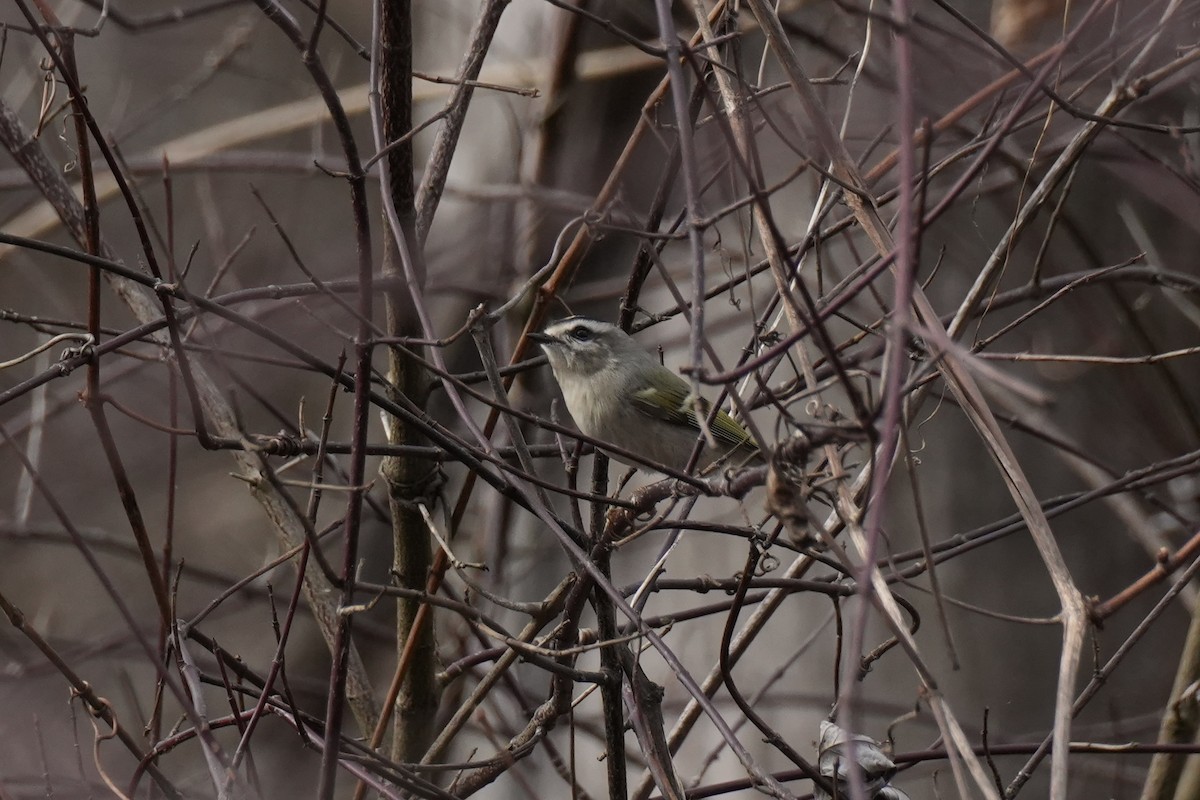 Golden-crowned Kinglet - ML645230235